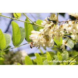 Abeille sur fleur d'acacia